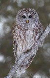 Chouette Rayée / Barred Owl