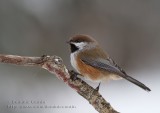  Msange  tte brune  /  Boreal Chickadee  