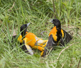 Oriole de Baltimore / Baltimore Oriole 2/3