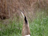 American Bittern Botaurus lentiginosus June 5 3013 North Dakota 151.JPG