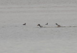 Eared Grebes