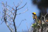 Hooded Oriole