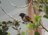 Spotted Towhee