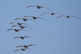 Brown Pelicans