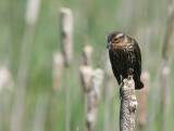 Red-winged Blackbird