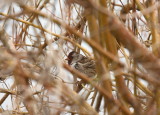 Harriss Sparrow