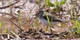 Solitary Sandpiper