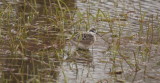 Wilsons Phalarope