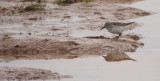 White-rumped Sandpiper