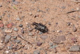 Oblique-lined Tiger Beetle