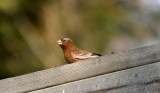 Gray-crowned Rosy-Finch