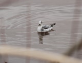 Red Phalarope