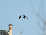 Gyrfalcon and Common Raven