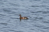 137_american_wigeon.jpg