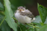 624_juvenile_red_eyed_vireo.jpg