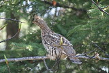 300_ruffed_grouse.jpg