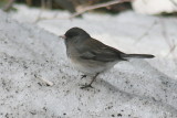 567_dark_eyed_junco_3.jpg