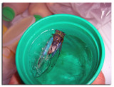 Cryo Freeze Cicada