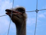 Ostrich