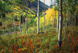 Aspens White Mountains Colorado