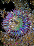 Sea Anemone Asilomar