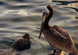 Sea Lion Pelican Meetup