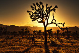 Joshua Tree Sunset Stars