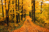 Autumn Backroads