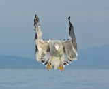 Gabbiano Reale- Yellow legged Gull