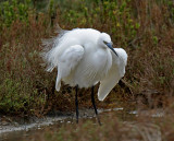 Garzetta - Little Egret