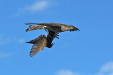 Sparviere con preda - Sparrowhawk with prey