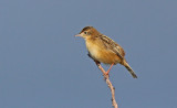 Beccamoschino - Fan-tailed Warbler