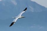 Sula  - Gannet 