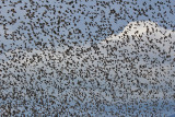 Storni - Starlings