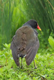 Gallinella