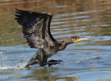 Cormorano - Cormorant