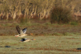 Oche selvatiche - Greylag Geese