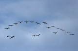 Gru - Cranes