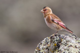Crimson-winged Finch (Rhodopechys sanguineus)