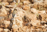 Desert Finch (Rhodospiza obsoleta)