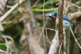 Red-cheeked Wattle-eye - Platysteira blissetti