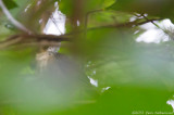 Puvels Illadopsis - Illadopsis puveli