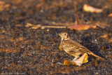 Rufous-rumped Lark - Pinarocorys erythropygia