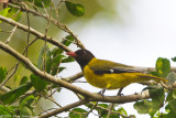 Oriolidae (Old World orioles)