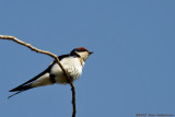 Wire-tailed Swallow - Hirundo smithii