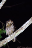 Frasers Eagle-Owl - Bubo poensis