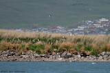 Armenian Gull (Larus armenicus)