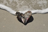 Your Private Beach
