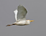 Kohger <br>Cattle Egret<br>Bubulcus ibis