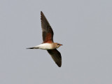 Rdvingad vadarsvala <br>Glareola pratincola<br>Collared Pratincole